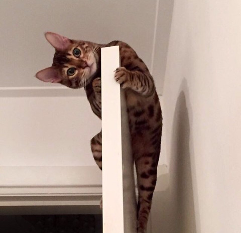 뱅갈 냥이🐱 | 인스티즈