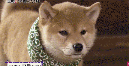 일본 교양 프로그램 마스코트인 애기 시바견ㅠㅠ.gif | 인스티즈