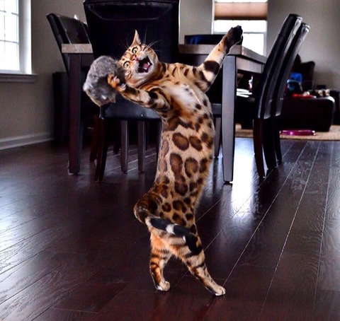 뱅갈 냥이🐱 | 인스티즈