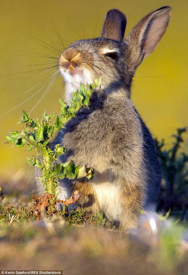 영국에서 찍힌 토끼 사진 | 인스티즈