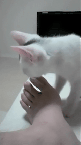 사람 발냄새를 맡은 고양이들 반응.gif | 인스티즈