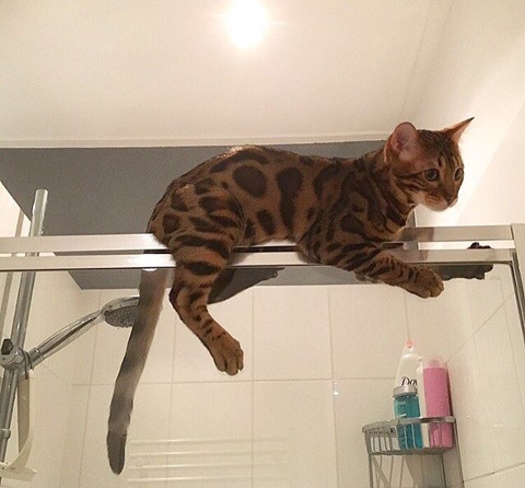 뱅갈 냥이🐱 | 인스티즈