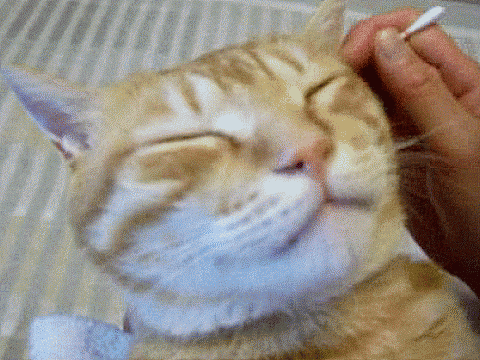 귀청소 받는 고양이 | 인스티즈