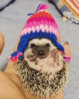 하품하는 고슴도치.gif | 인스티즈