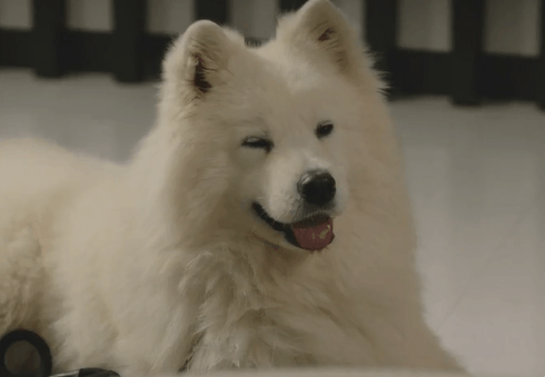 이발한 시아준수 강아지.jpg | 인스티즈