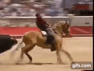 300억 이상의 명마(名馬).gif | 인스티즈