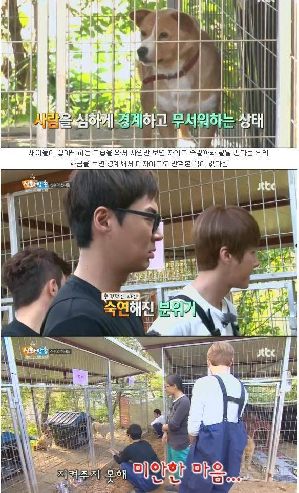 [신화방송] 상처 많은 유기견이 마음 여는 모습이 인상적이었던 방송 | 인스티즈