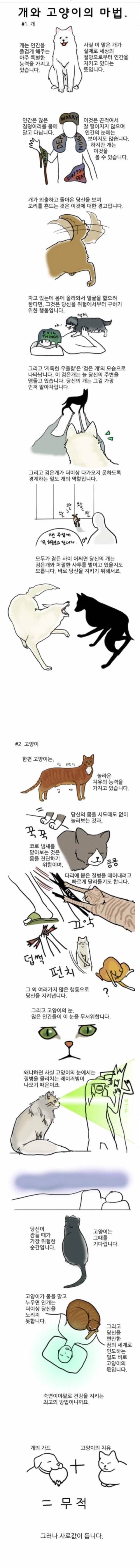 개와 고양이의 마법 | 인스티즈