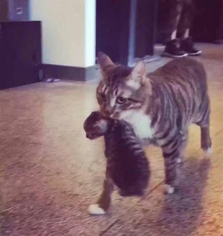 냥이의 냥줍 | 인스티즈