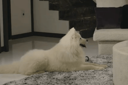 이발한 시아준수 강아지.jpg | 인스티즈