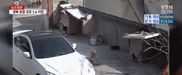 지진에 놀란 멍멍이.gif | 인스티즈