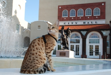 상류층만 키운다는 사바나캣 | 인스티즈