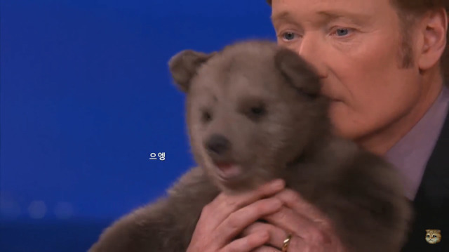 생후 11주된 아기 불곰의 충격적인 귀여움(코난 오브라이언 쇼) | 인스티즈