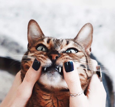 뱅갈 냥이🐱 | 인스티즈