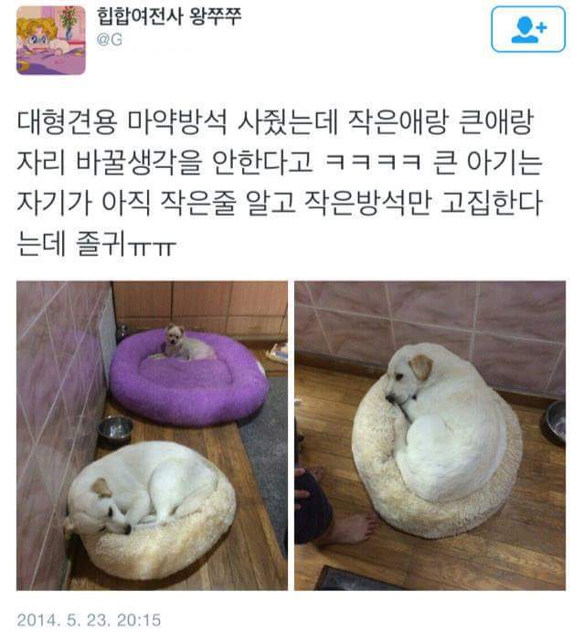 강아지가 넘 커져서 마약방석을 새로 사줬는데 .twt | 인스티즈