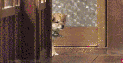 일본 교양 프로그램 마스코트인 애기 시바견ㅠㅠ.gif | 인스티즈