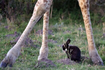 아프리카에서 우연히 찍힌 기린과 토끼 | 인스티즈
