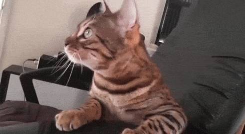 뱅갈 냥이🐱 | 인스티즈