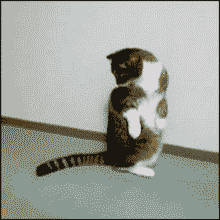 고장난 고양이 모음.gif(데이터주의) | 인스티즈