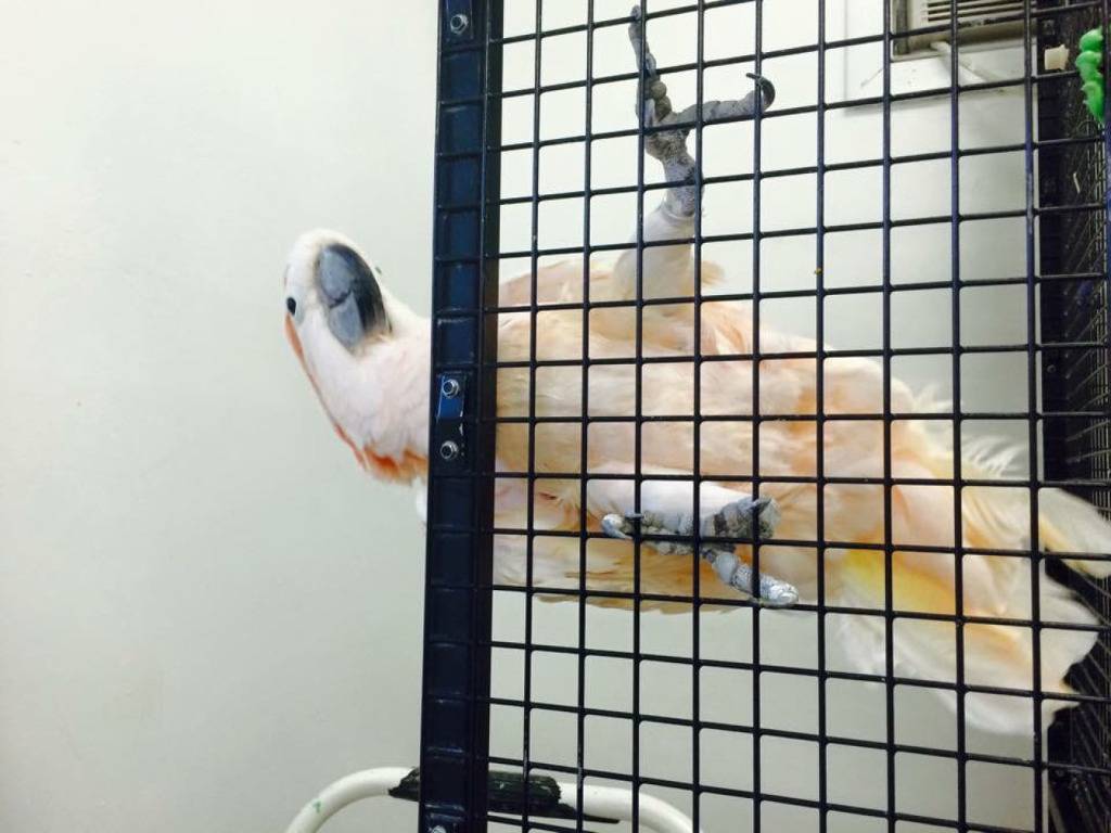 아름답고 자존감 높아 보이는 앵무새의 진실 (혐오주의) | 인스티즈