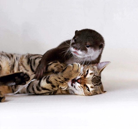 뱅갈 냥이🐱 | 인스티즈