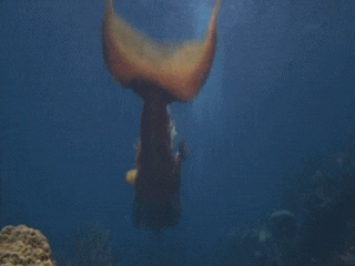 분명 어딘가에 존재 할것만 같은 인어(움짤/데이터 주의) | 인스티즈