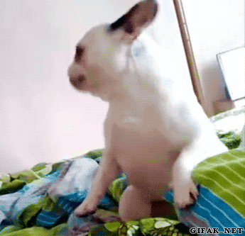 공통점도 주제도 없는 웃긴움짤들.gif (팬아저 포함) | 인스티즈