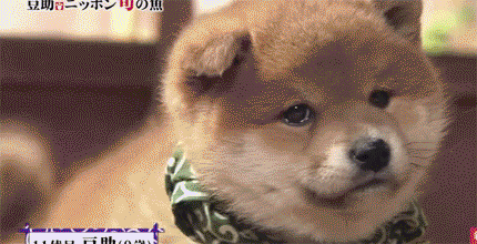 일본 교양 프로그램 마스코트인 애기 시바견ㅠㅠ.gif | 인스티즈