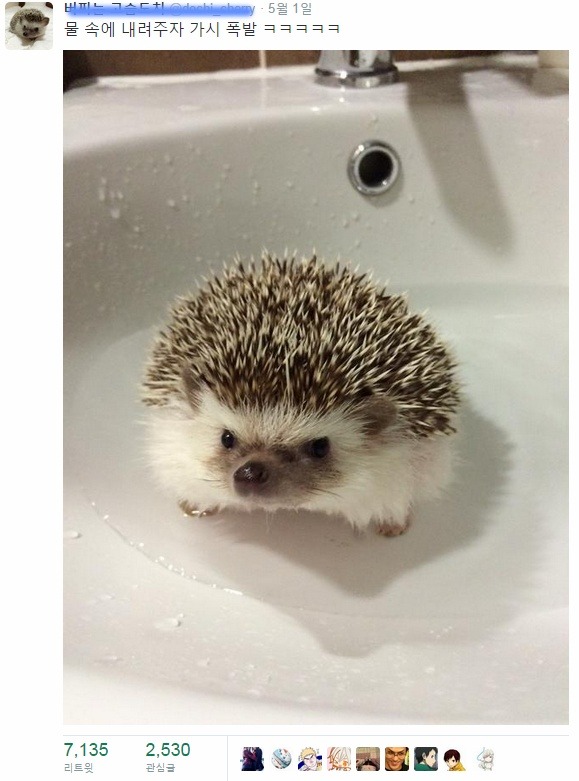 목욕이 싫은 고슴도치.jpg | 인스티즈