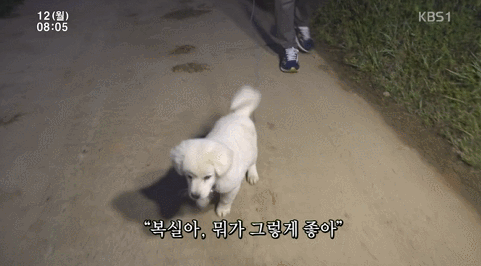 인간극장에 나온 시골댕댕이 복실이 | 인스티즈