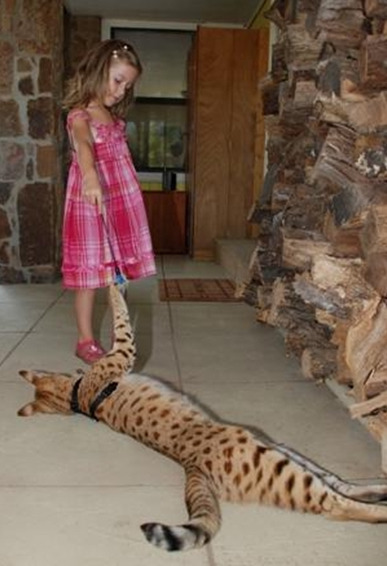 상류층만 키운다는 사바나캣 | 인스티즈