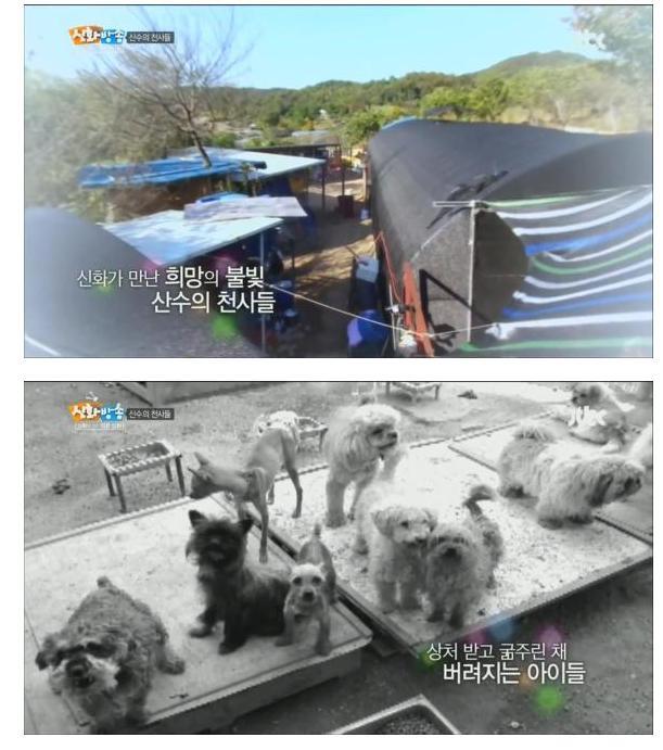 [신화방송] 상처 많은 유기견이 마음 여는 모습이 인상적이었던 방송 | 인스티즈