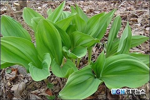 고기집가면 명이나물이 졸라리 비싼이유 | 인스티즈
