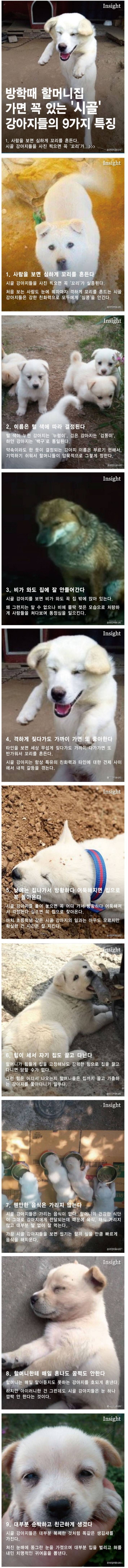 시골 강아지의 9가지 특징 | 인스티즈