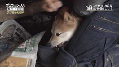 일본 방송에서 나온 사람 무는 개 훈육하는 방법 (동물학대주의) | 인스티즈