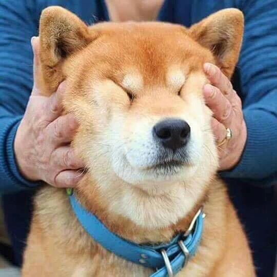 개 닮은 여자 아이돌 | 인스티즈