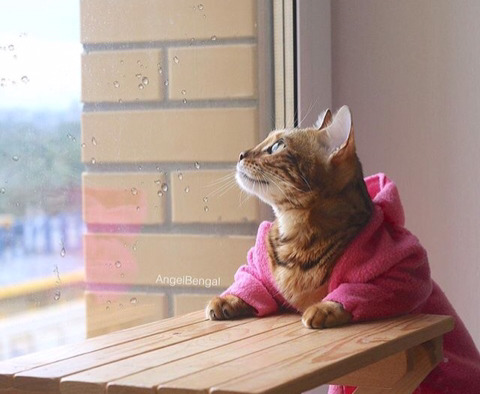 뱅갈 냥이🐱 | 인스티즈