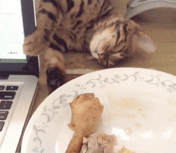 뱅갈 냥이🐱 | 인스티즈