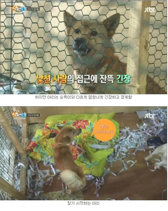 [신화방송] 상처 많은 유기견이 마음 여는 모습이 인상적이었던 방송 | 인스티즈