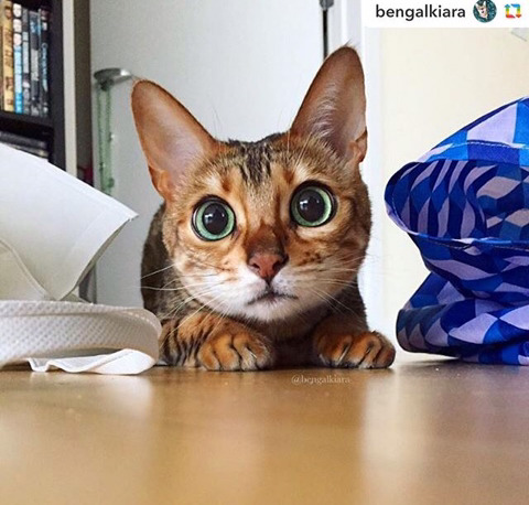 뱅갈 냥이🐱 | 인스티즈