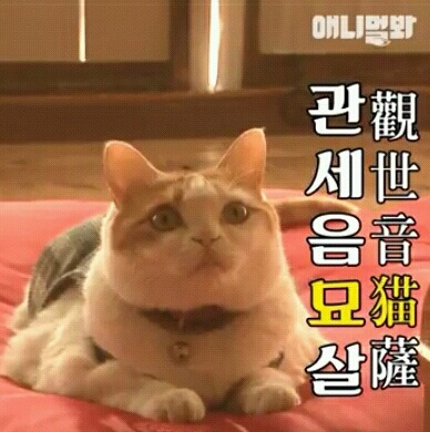 해탈한 고양이 해탈이 | 인스티즈