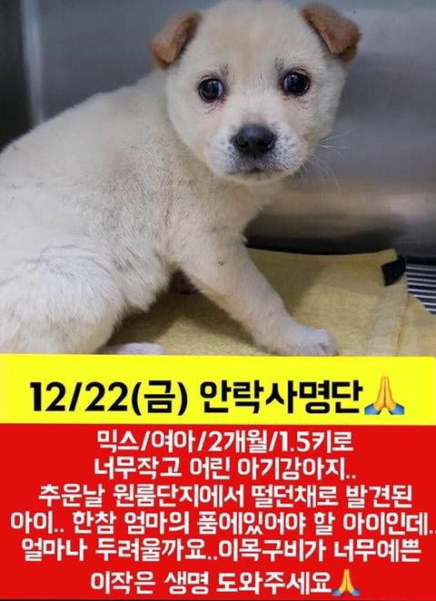 몇시간 후면 안락사될 아이들 보고가줘ㅠㅠㅠ 넘 귀여운 똥강아지도 잇어 | 인스티즈