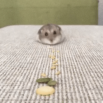 귀여운 햄찌 청소기 | 인스티즈