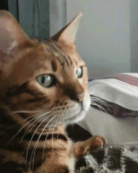 뱅갈 냥이🐱 | 인스티즈