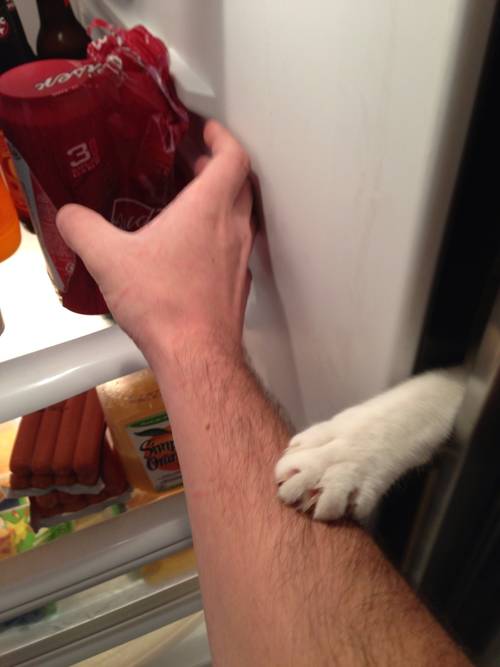 집사와 솜방맹이 | 인스티즈