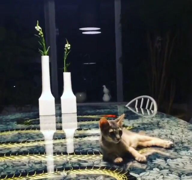 지디네 고양이.jpgif | 인스티즈