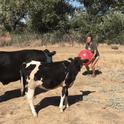 송아지들의 공놀이 | 인스티즈