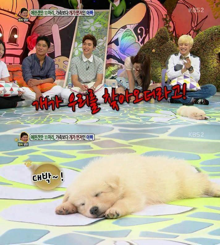 방송중 자는 강아지 | 인스티즈