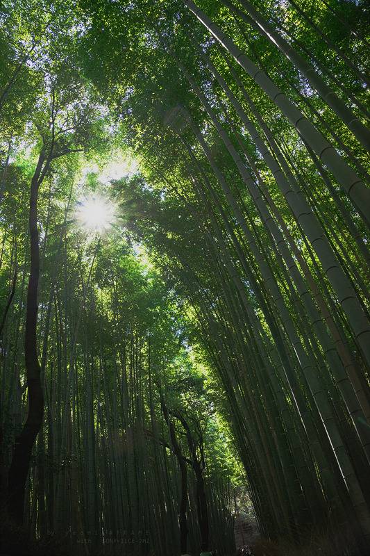 스냅사진 위주의 유치진지한 여행기 - 오사카&교토 (1) | 인스티즈