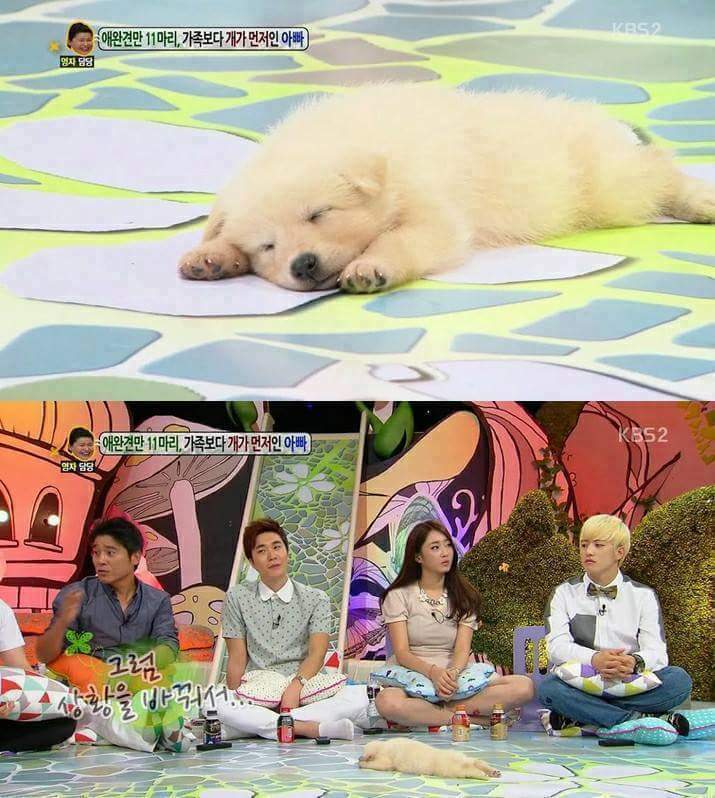 방송중 자는 강아지 | 인스티즈